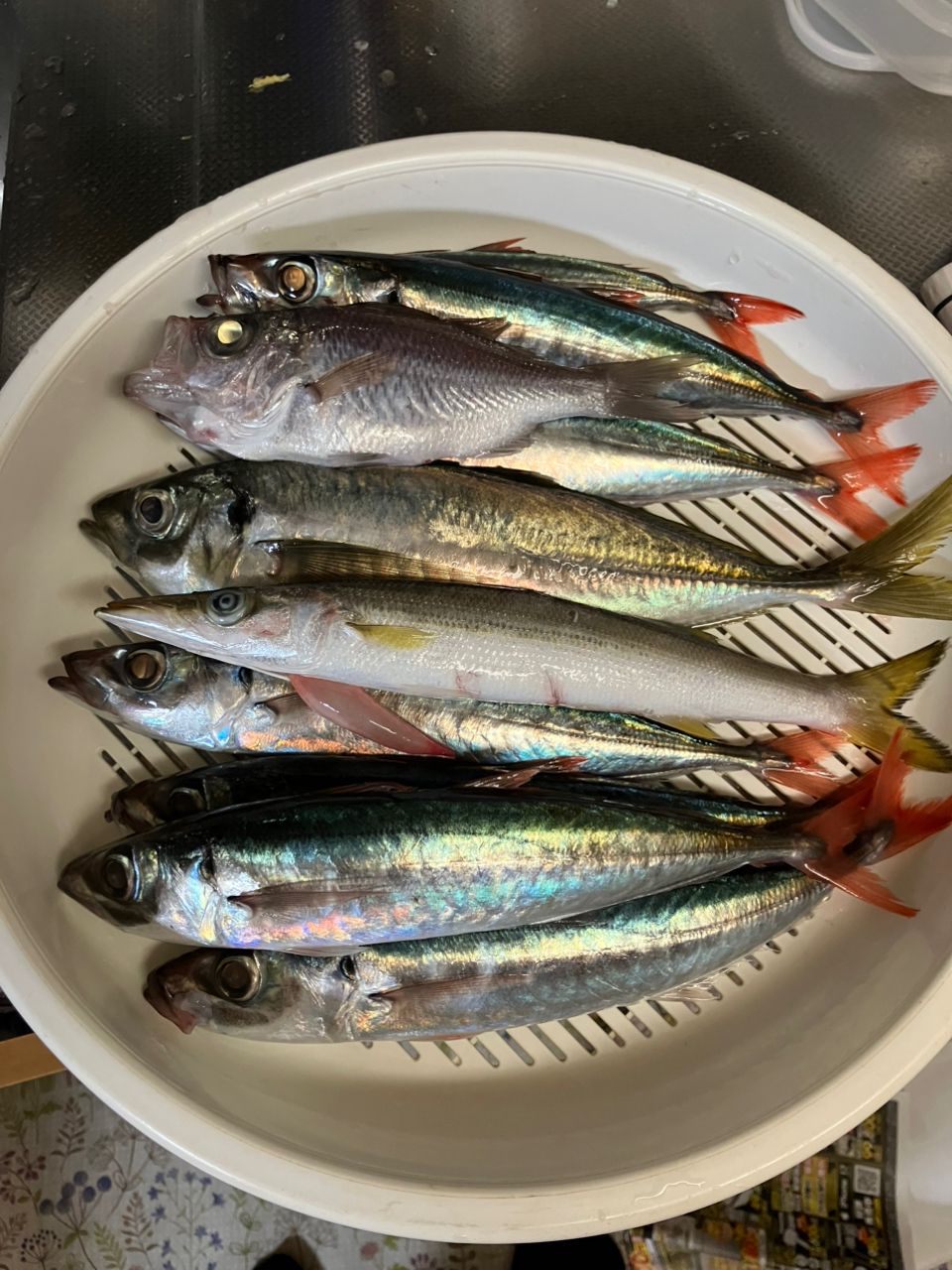 つじ家フィッシングさんの釣果 1枚目の画像