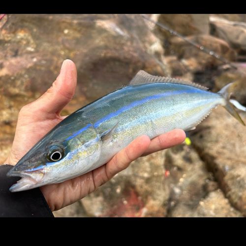 ツムブリの釣果
