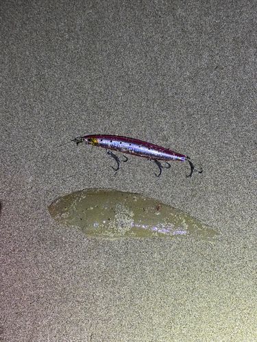 シタビラメの釣果