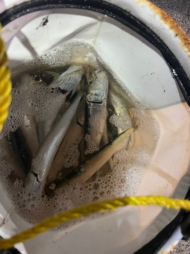 小名浜港市場前