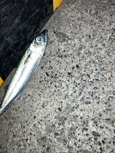 サバの釣果