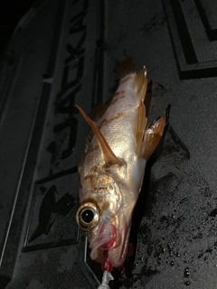メバルの釣果