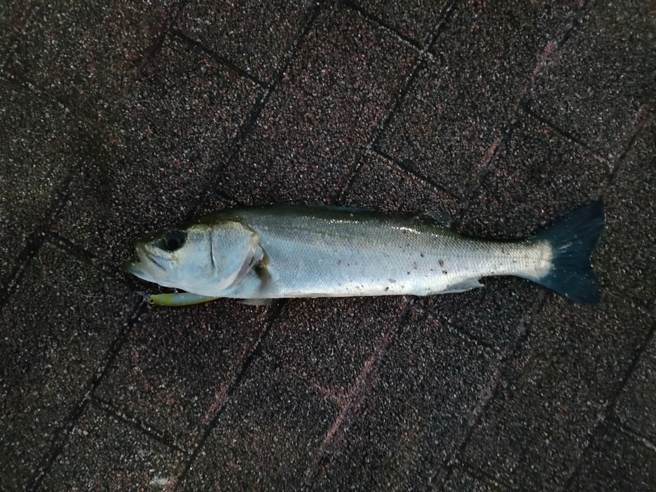 AbuGarcia ソルティーステージ・KR-X・ベイトフィネスカスタム SBFC