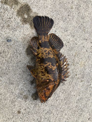 ベッコウゾイの釣果