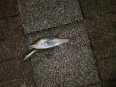 スズキの釣果