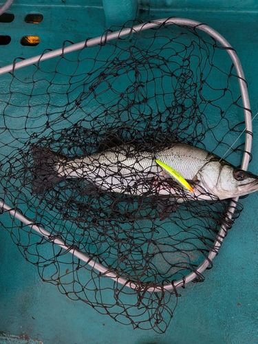 ヒラスズキの釣果