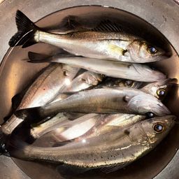 セイゴ（マルスズキ）