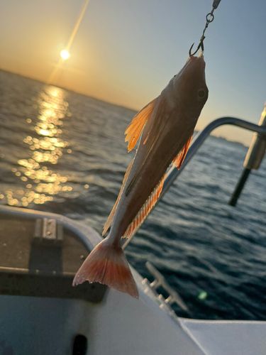 ホウボウの釣果