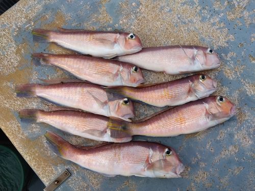 アカアマダイの釣果