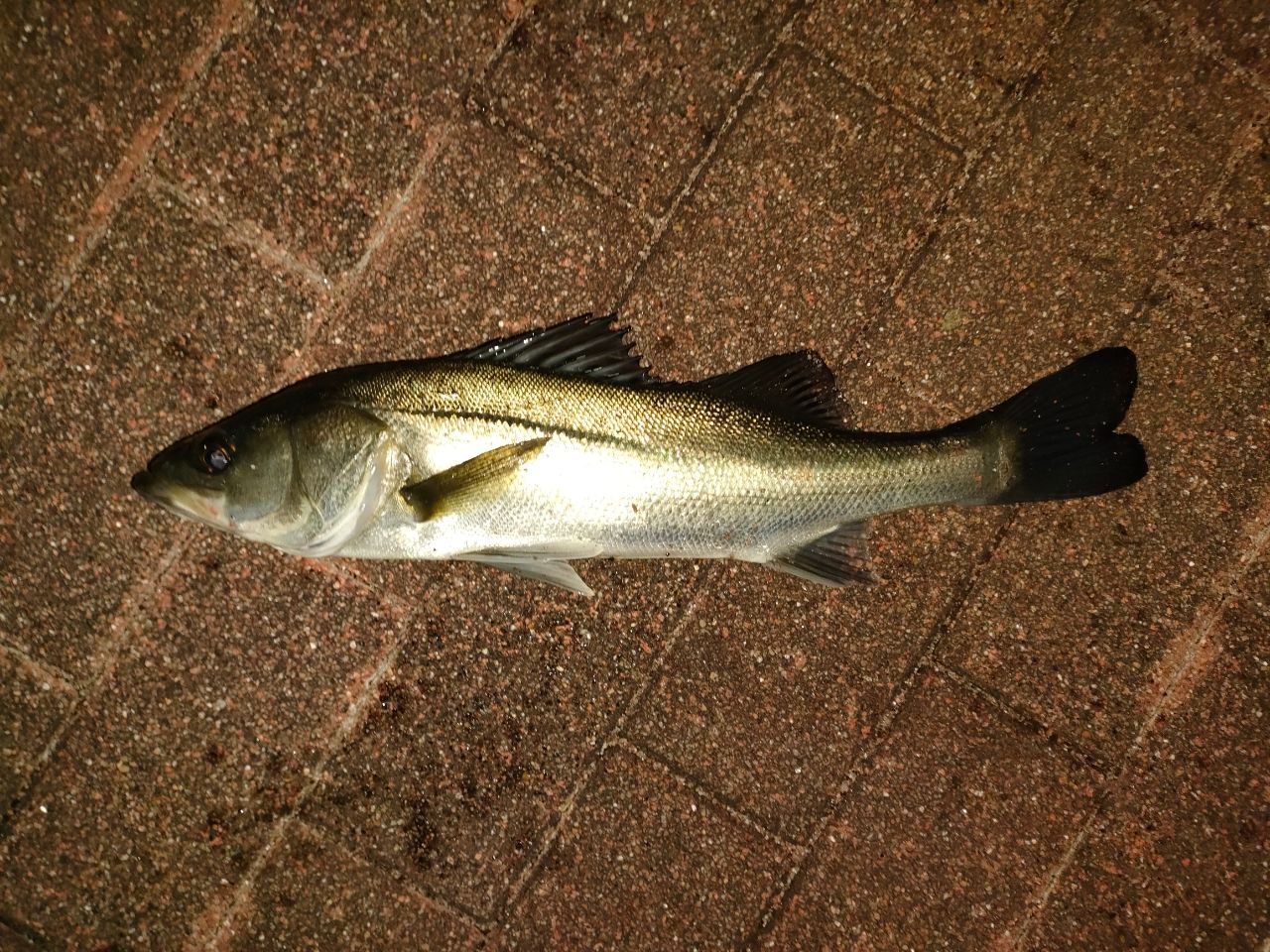 ソルティステージ　SBFC-745MLS-KR ベイトフィネスカスタム Abu AbuGarcia ソルティーステージ・KR-X・ベイトフィネスカスタム SBFC