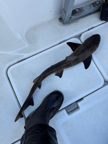 ドチザメの釣果