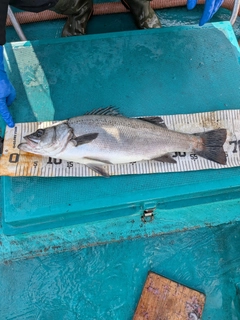 ヒラスズキの釣果