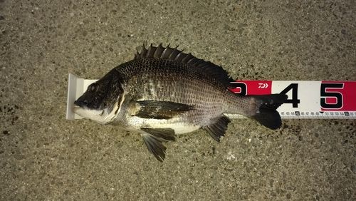 碧南海釣り公園