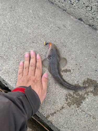 ワニゴチの釣果