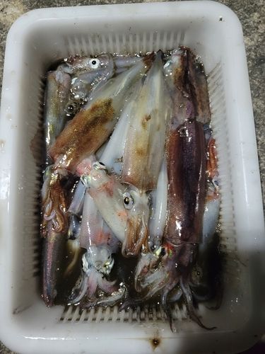 ヤリイカの釣果