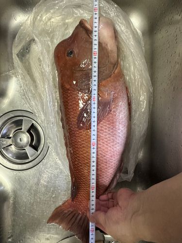 コブダイの釣果