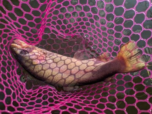 ホウライマスの釣果