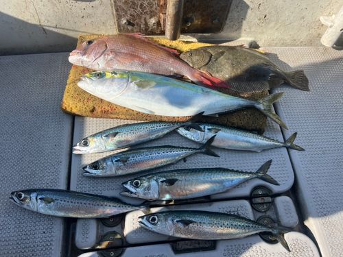 ヒラマサの釣果