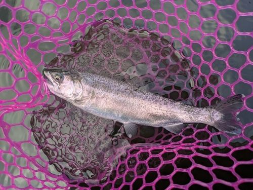 ギンザケの釣果