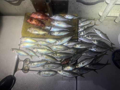 アジの釣果