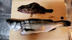 セイゴ（マルスズキ）の釣果