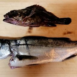 セイゴ（マルスズキ）