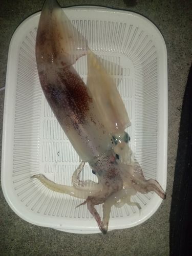 スルメイカの釣果