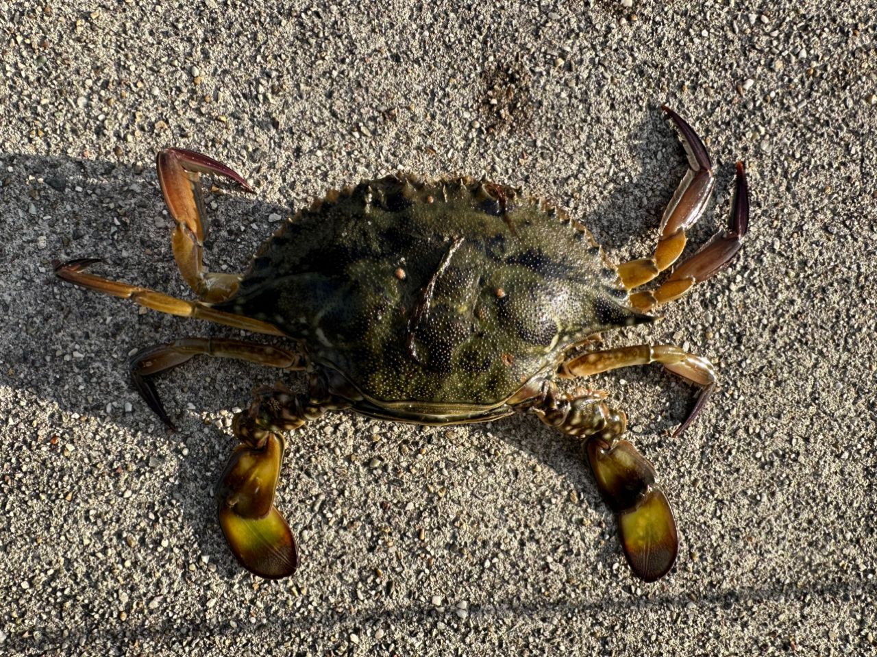 タイワンガザミ