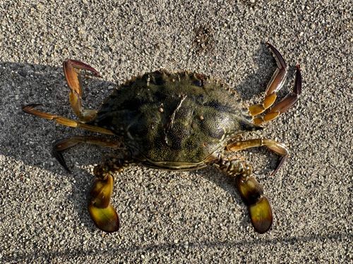 宮崎漁港（吉良サンライズパーク）