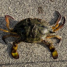 タイワンガザミ