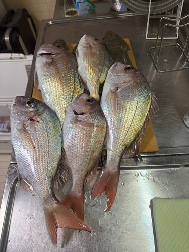 タイの釣果