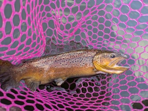 ブラウントラウトの釣果