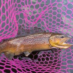 ブラウントラウト