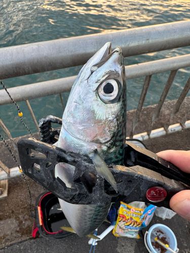 サバの釣果