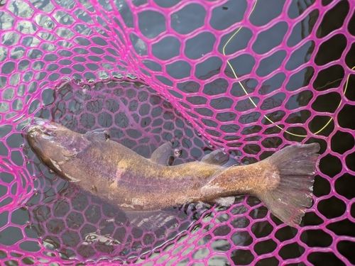 ホウライマスの釣果