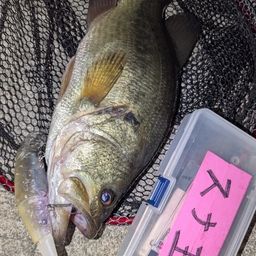 ラージマウスバス