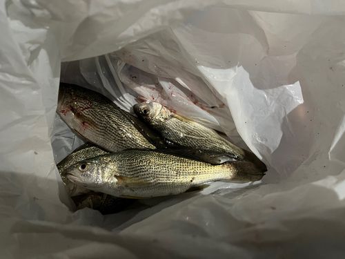 イシモチの釣果