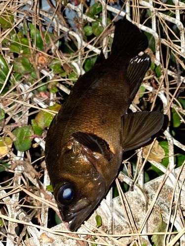 大黒海づり施設