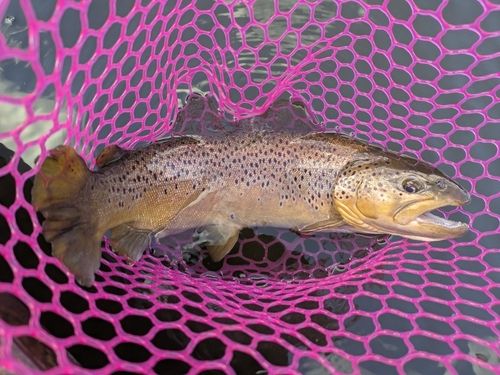 岡崎トラウトポンド