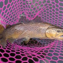 ブラウントラウト