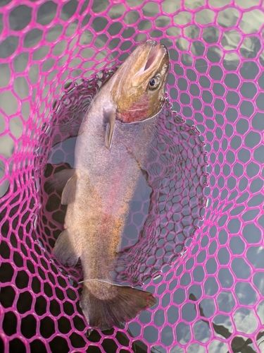 ホウライマスの釣果