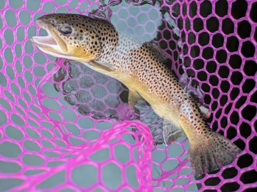 ブラウントラウトの釣果