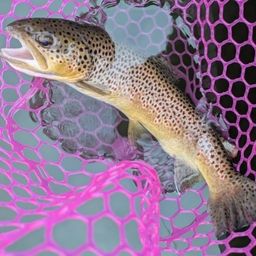 ブラウントラウト