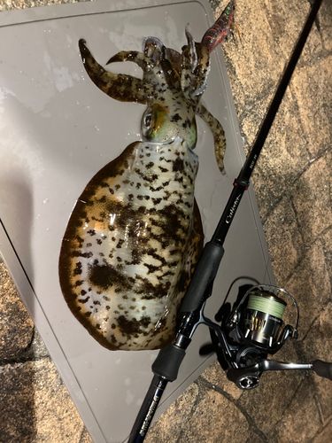 アオリイカの釣果