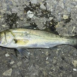 セイゴ（ヒラスズキ）