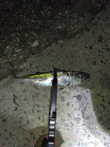 サバの釣果