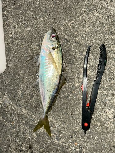 内浦湾（鴨川）