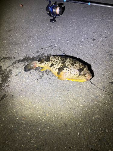 アカメフグの釣果