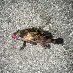 タケノコメバルの釣果