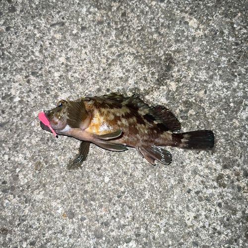 タケノコメバルの釣果